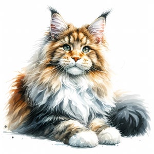 Clipart chat Maine Coon - 12 fichiers JPG de haute qualité - téléchargement numérique - fabrication de cartes, clipart, créations numériques en papier, licence commerciale