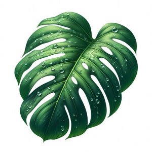 Clipart feuille de Monstera | 10 fichiers JPG de haute qualité | Élégante feuille de Monstera Clipart | Art mural | Art tropical | Imprimables | Utilisation commerciale