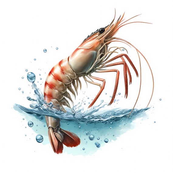 Shrimp Clipart: Seafood Art Prints, Coastal Decor (Digital Download, Commercial Use) 11 JPG