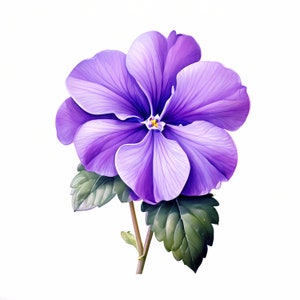 Clipart di fiori di violetta africana / 10 JPG di alta qualità / Pacchetto di clipart di fiori di violetta / Arte murale / Lavori di carta / Stampe digitali