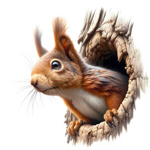 K&ouml;nnte beinhalten: Ein rotes Eichh&ouml;rnchen schaut aus einem Baumstamm, Kopf und Vorderpfoten sind sichtbar. Das Eichh&ouml;rnchen hat einen buschigen Schwanz und einen wei&szlig;en Bauch.