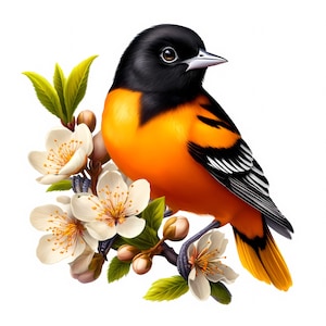 Baltimore Oriole Clipart / 12 JPG di alta qualità / Stupendo pacchetto di clipart di Baltimore Oriole / Arte degli uccelli / Materiali stampabili / Uso commerciale