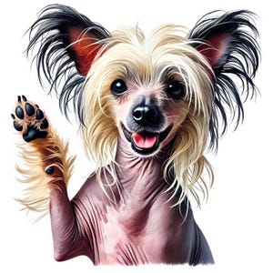 Chinese Crested Dog Clipart / 13 JPG di alta qualità / Pacchetto di clipart di Chinese Crested Dog carino / Arte murale / Arte canina / Materiali stampabili / Uso commerciale