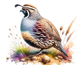 Aquarel clipart kwartelvogels – 10 JPG's (digitale download)