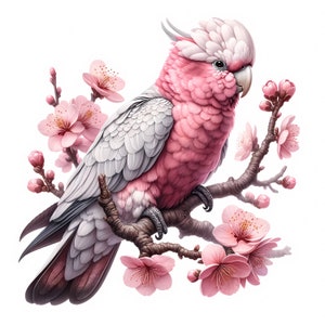 Clipart de cacatúa Galah / 12 archivos JPG de alta calidad / Paquete de imágenes prediseñadas de cacatúa Galah majestuosa / Manualidades / Imprimibles / Arte con aves / Uso comercial