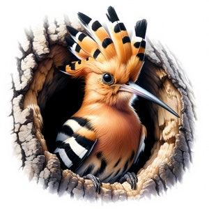 Clipart huppe fasciée | 11 fichiers JPG de haute qualité | Lot de cliparts élégants oiseaux huppe fasciée | Décor animalier | Art d'oiseau | Imprimables | Utilisation commerciale
