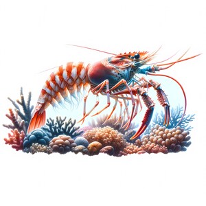 Shrimp Clipart: Seafood Art Prints, Coastal Decor (Digital Download, Commercial Use) 11 JPG image 6