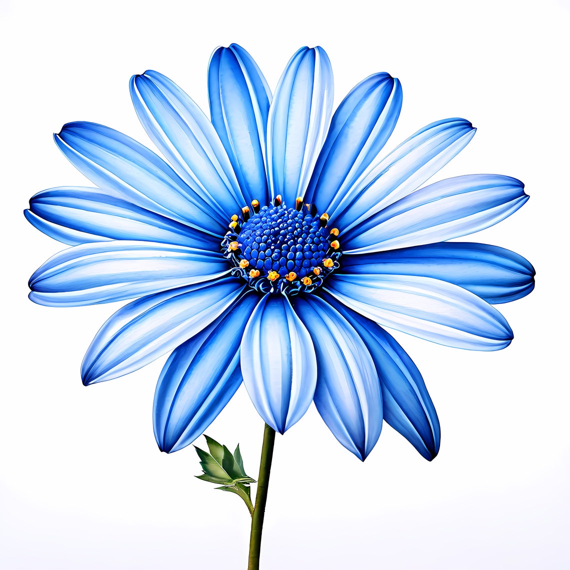 Blue Daisy Clipart | Floral JPG Bundle (digital Download) Set of 10 - Etsy