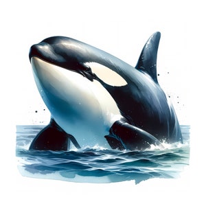 Orka clipart - 12 hoogwaardige jpg's - orka clipartbundel - kaarten maken, kunst aan de muur, papercrafts, digitale prints, commercieel gebruik