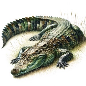 May include: A green and brown crocodile with a textured skin lies on its belly in a patch of tall grass. The crocodile's eyes are closed and its mouth is slightly open.