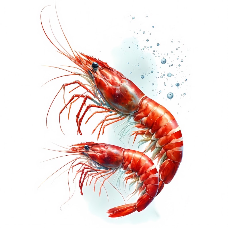 Shrimp Clipart: Seafood Art Prints, Coastal Decor (Digital Download, Commercial Use) 11 JPG image 10