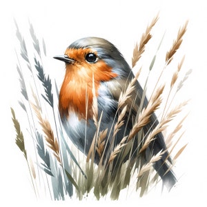 Robin Clipart |10 High Quality JPGs | Cute Robin Clipart Bundle | Bird Art | Crafts | Wall Art | Apparel | Digital Prints | Commercial Use