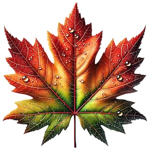 Clipart di foglie d'acero / 12 JPG di alta qualità / Elegante pacchetto di clipart di foglie autunnali / Arte autunnale / Arte della natura / Materiali stampabili / Uso commerciale