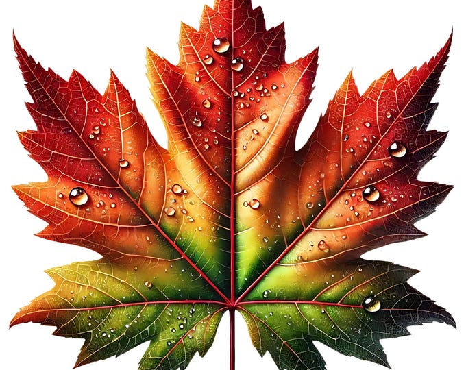 Elegant Maple Leaf Clipart Bundle | Autumn Art (digital Download ...