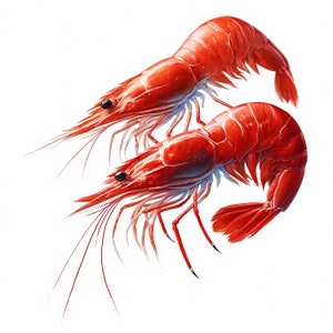 Shrimp Clipart: Seafood Art Prints, Coastal Decor (Digital Download, Commercial Use) 11 JPG image 5