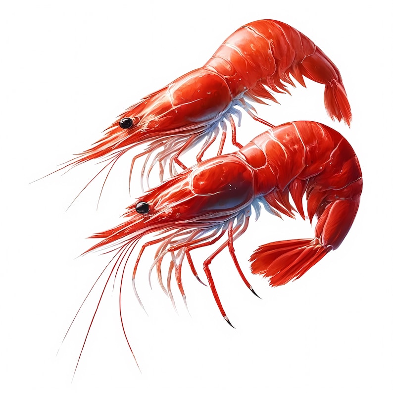 Shrimp Clipart: Seafood Art Prints, Coastal Decor (Digital Download, Commercial Use) 11 JPG image 5