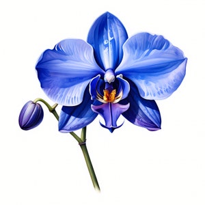 Clipart di orchidee blu - 10 JPG di alta qualità - Splendido pacchetto di clipart di orchidee blu - Creazione di biglietti, tecniche miste, artigianato digitale con carta