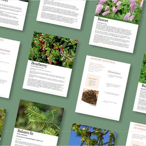 Op de afbeelding: Een verzameling pagina's uit een kruidenthee-receptenboek. Elke pagina toont een ander kruid, waaronder berendruif, gagel, zilverspar, duizendknoop en agrimonie. De pagina's bevatten instructies voor het maken van kruidenthee-infusies en -afkooksels.