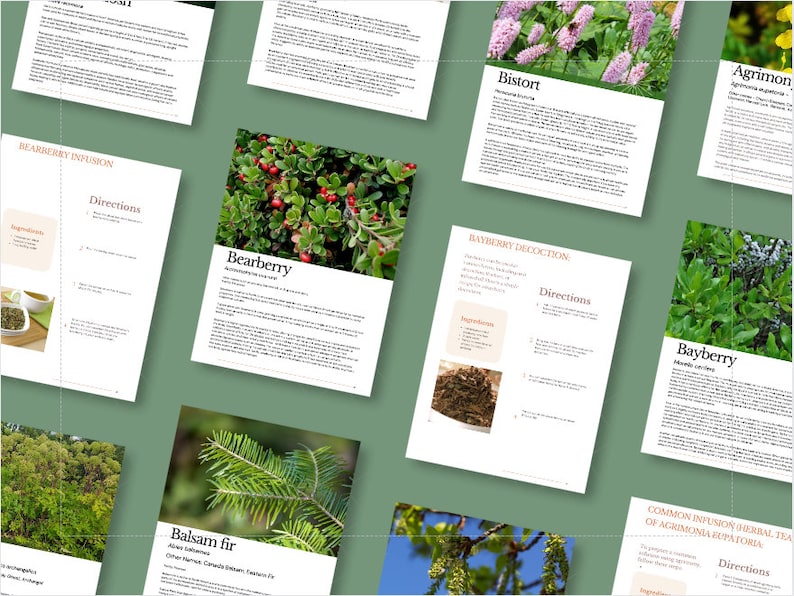 Op de afbeelding: Een verzameling pagina's uit een kruidenthee-receptenboek. Elke pagina toont een ander kruid, waaronder berendruif, gagel, zilverspar, duizendknoop en agrimonie. De pagina's bevatten instructies voor het maken van kruidenthee-infusies en -afkooksels.