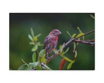 Bird Canvas Art Print, Nature Decor, Wildlife Wall Art, Perfect Gift for Bird Lovers, Home & Office Decor