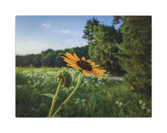 Sunflower - Matte Canvas, Stretched
