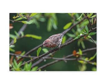 Nature-Inspired Canvas Gallery Wraps, Beautiful Bird Wall Art, Home Decor, Gift for Bird Lovers, Wildlife Photography