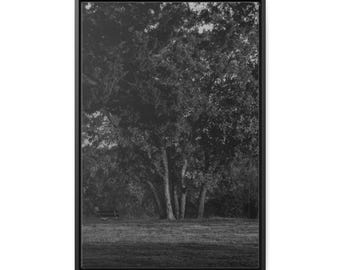 Bench Under Tree (B&W)