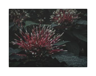 Starburst Bush - Canvas Gallery