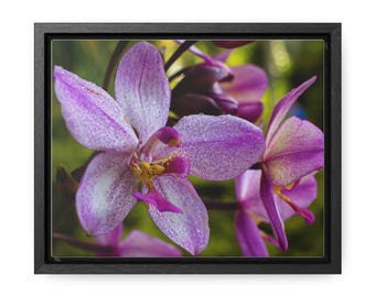 Orchids