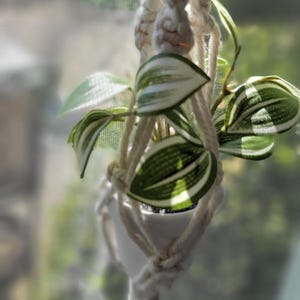 May include: A small green and white plant in a white pot hanging from a macrame plant hanger.