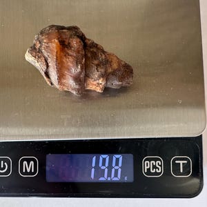 May include: A rough, brown, and tan-colored object rests on a digital scale. The scale displays a weight of 19.8 grams. The object has a textured surface and an irregular shape.
