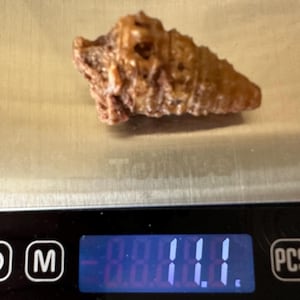 May include: A brown, textured object, possibly a fossil or mineral, rests on a digital scale. The scale displays a weight of 11.1 grams. The object's surface has a rough, irregular appearance, with varying shades of brown.