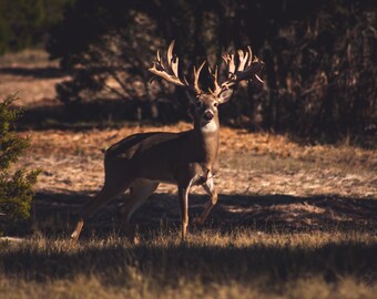 8x12 Photo Paper Print "Whitetail Deer"