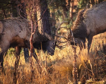 8x12 Photo Paper Print "Young Elks Sparing"