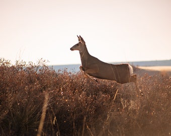 8x12 Photo Paper Print "Leaping Deer"