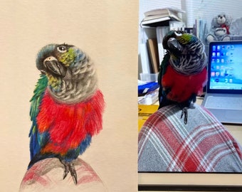 100% Handmade Custom Parrot Pet Portrait in Colored Pencil, Personalized Realistic Pencil Bird Commissions, Valentine's Gift, Pet Memorial