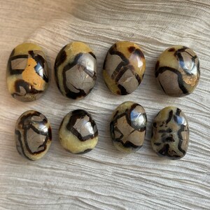 Septarian Palm Stone | Dragon Palm Stone | Unique Gifts
