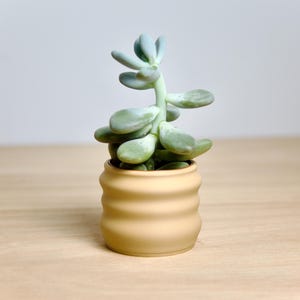 Modellierter moderner organischer Übertopf - Stilvoller Biokunststoff / Umweltfreundlicher Innentopf - Eleganter Naturbeiger Übertopf - Minimalistischer Sukkulentenhalter