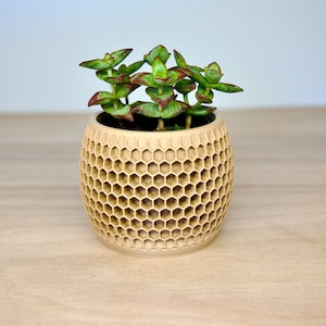 May include: A small succulent plant in a beige honeycomb-patterned ceramic pot.