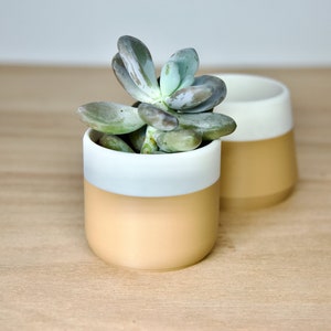Puede incluir: Una planta suculenta con hojas de color verde claro en una maceta de cerámica blanca y beige. La maceta tiene una banda blanca alrededor del medio.
