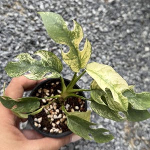 rhaphidophora tetrasperma white monster Variegated Full Mint Narrow