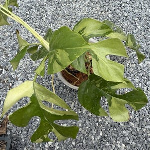 Rhaphidophora tetrasperma panaché