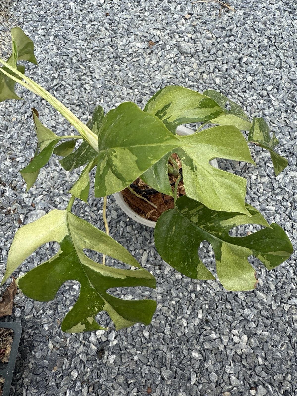 Rhaphidophora tetrasperma variegated - Etsy 日本