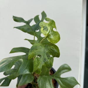 Rare rhaphidophora tetrasperma Green Snow Variegated