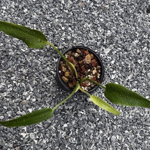 Monstera Burle Marx Flame Rare
