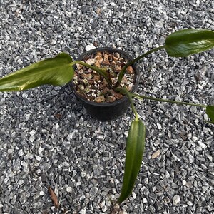 Monster burle marx flame