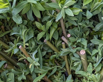 Neue Ernte! Weidensteckling 30 Stück Weidenrute Salix Steckling Weide Korbweide Bienenweide - unbehandelt aus Permakulturgarten