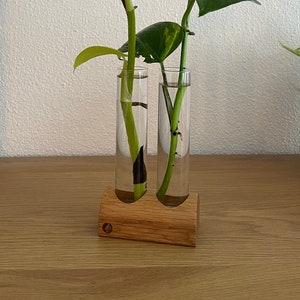 Könnte beinhalten: Zwei klare Glasröhrchen mit einer grünen Pflanze in jedem, die auf einem Holzständer stehen. Die Pflanze hat hellgrüne Blätter und wächst im Wasser.