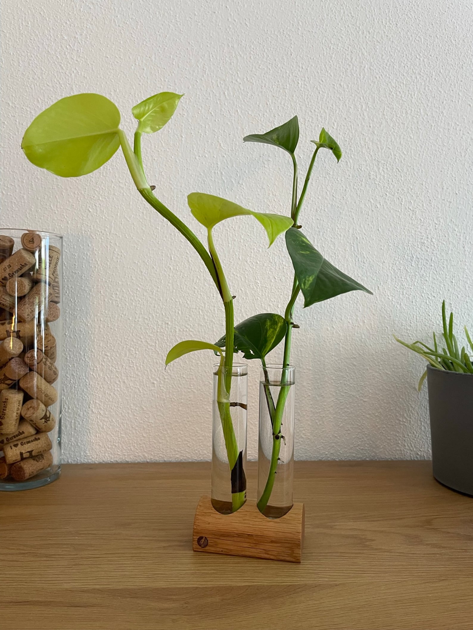 Wandbehang Mit 8 Glas-Pflanzgefäßen – Hydrokultur-Terrarium Aus Holz & Borosilikatglas, 30x20 Cm, Für Stecklinge & Deko