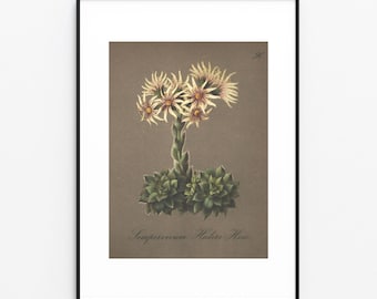 Vintage Alpine Flower Print, Antique Botanical Illustration (Digital Printable)
